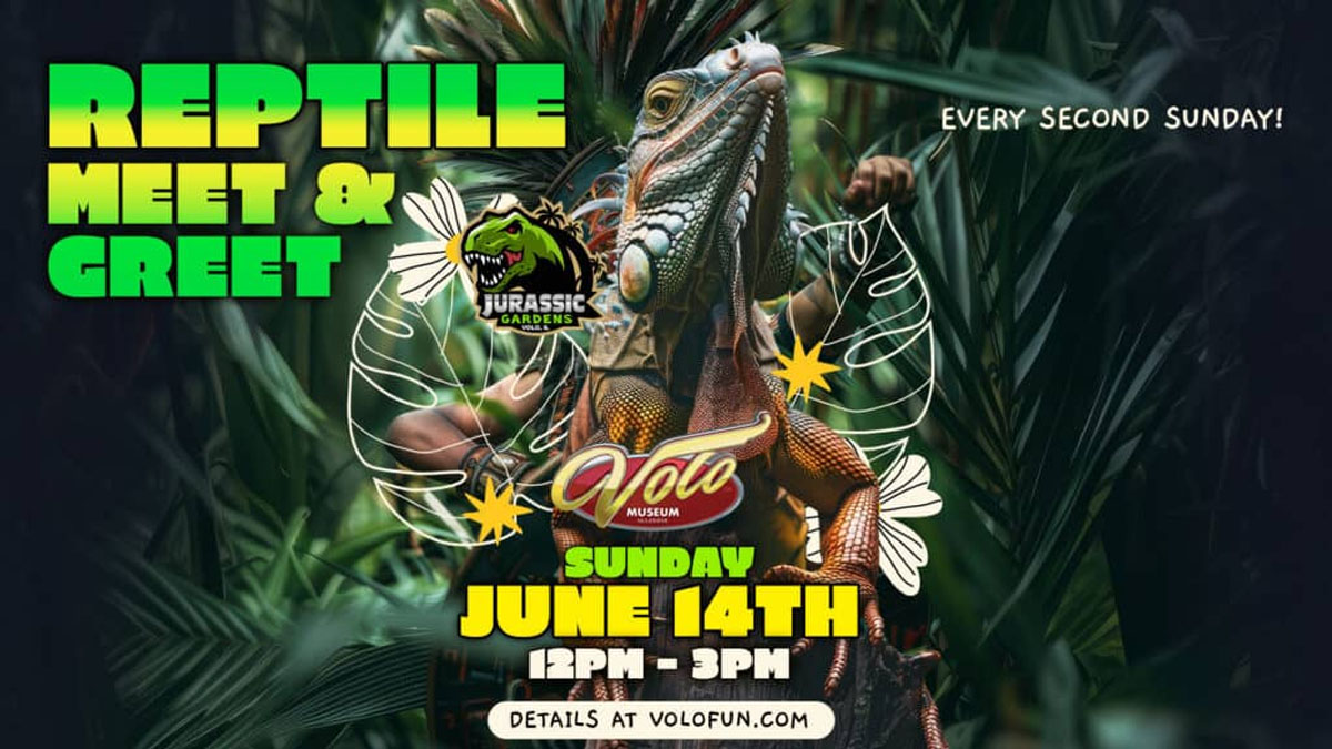 Live Interactive Reptile Meet and Greet at Volo Museum